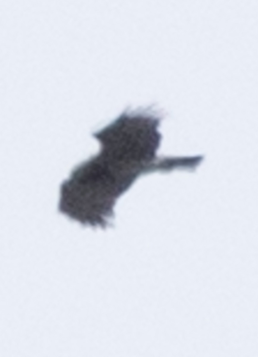 チュウヒワシ - ML476530821