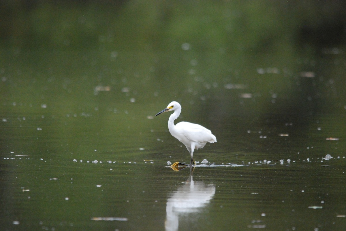 Snowy Egret - ML476532141