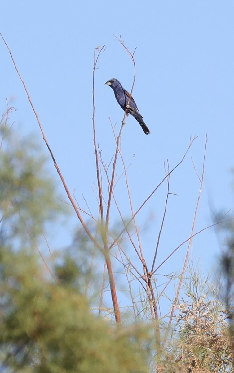 Blue Grosbeak - ML476532531