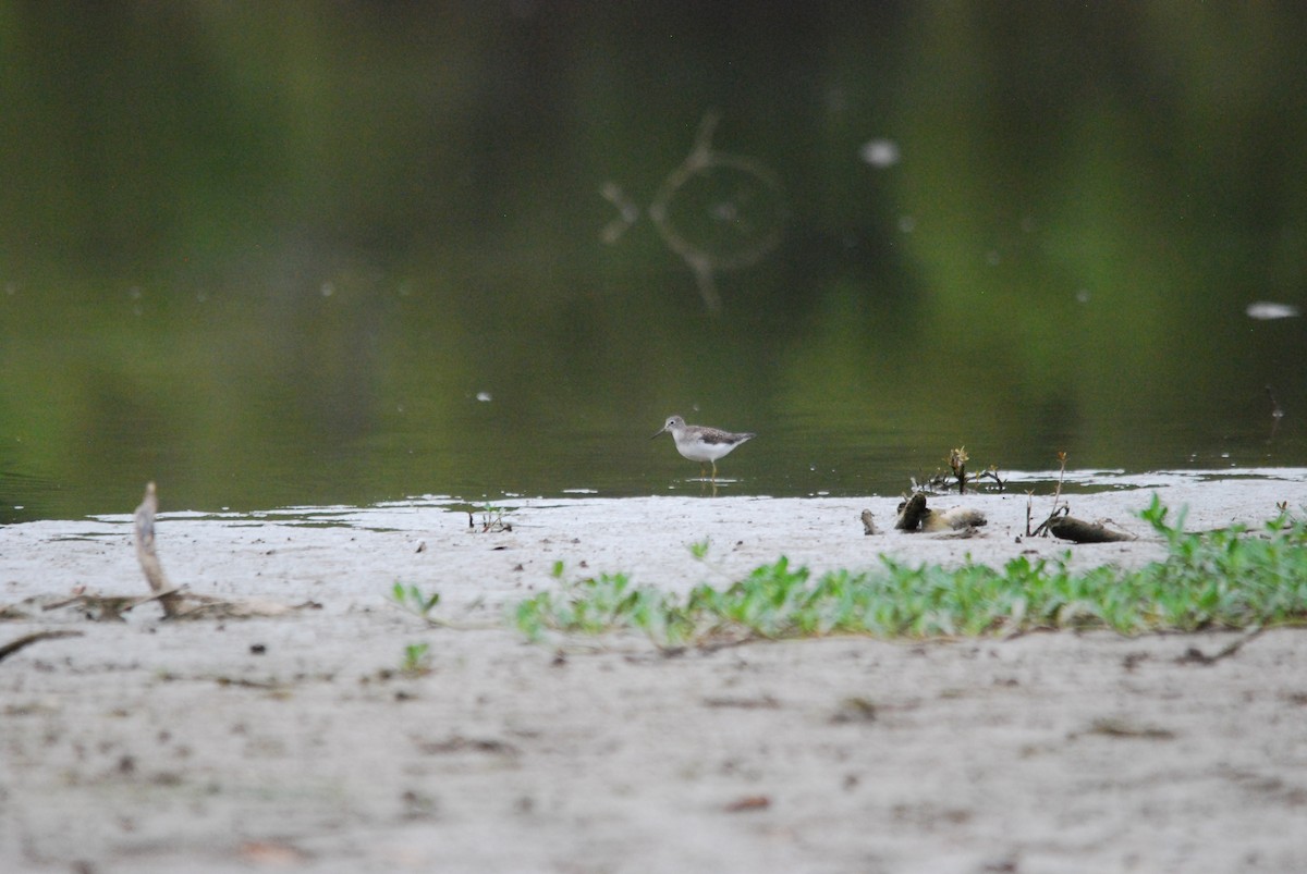 Solitary Sandpiper - ML476532661