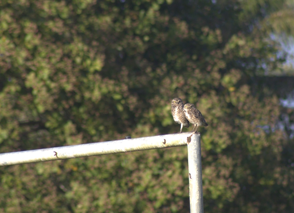 Burrowing Owl - Danielson Aleixo