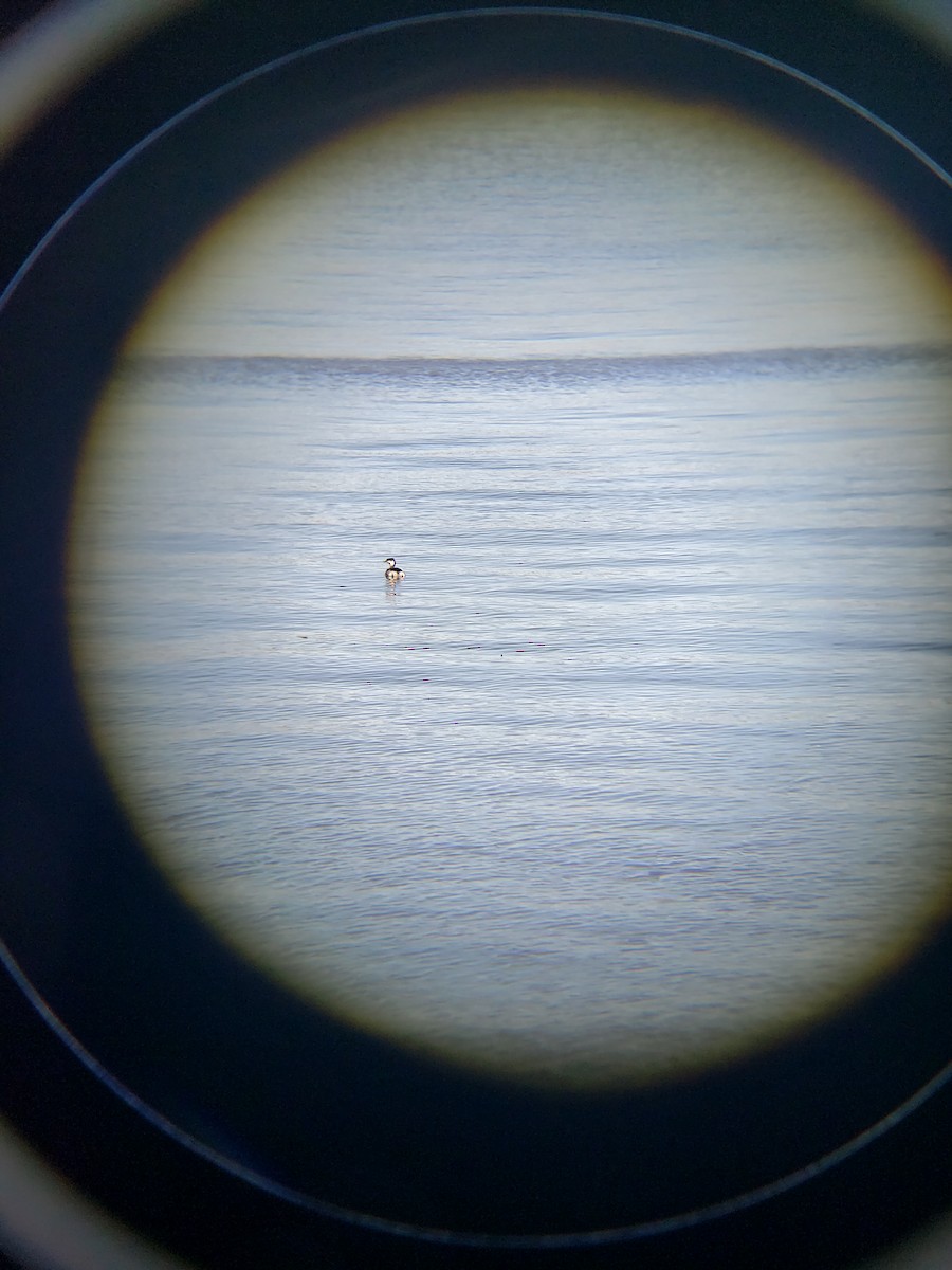 Horned Grebe - ML476533481