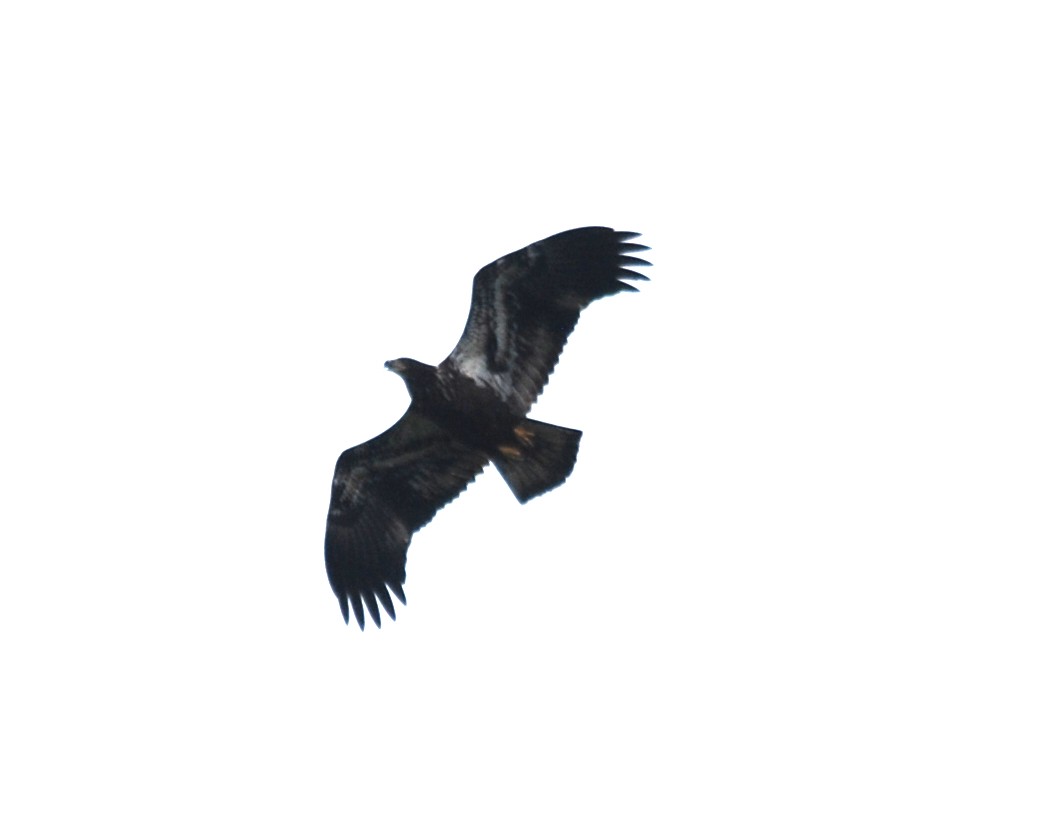 Bald Eagle - ML476534251