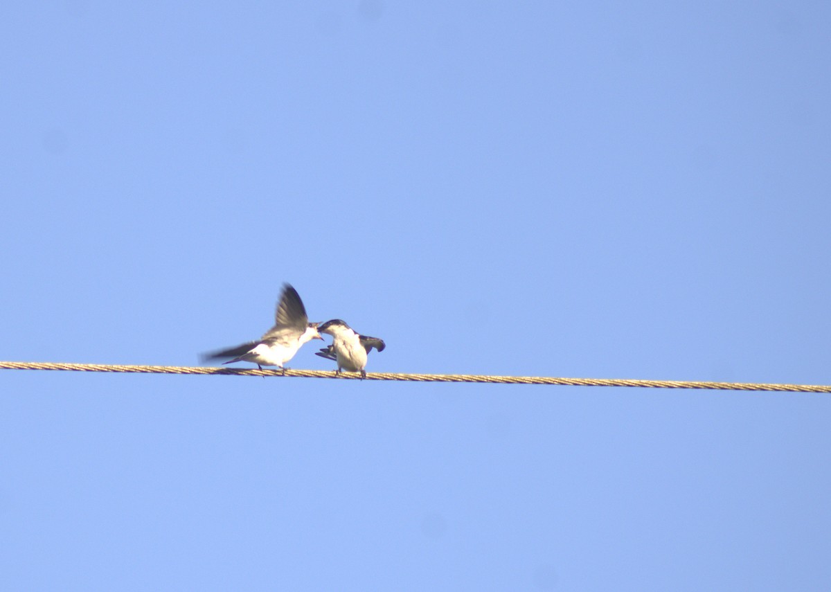 White-winged Swallow - Danielson Aleixo
