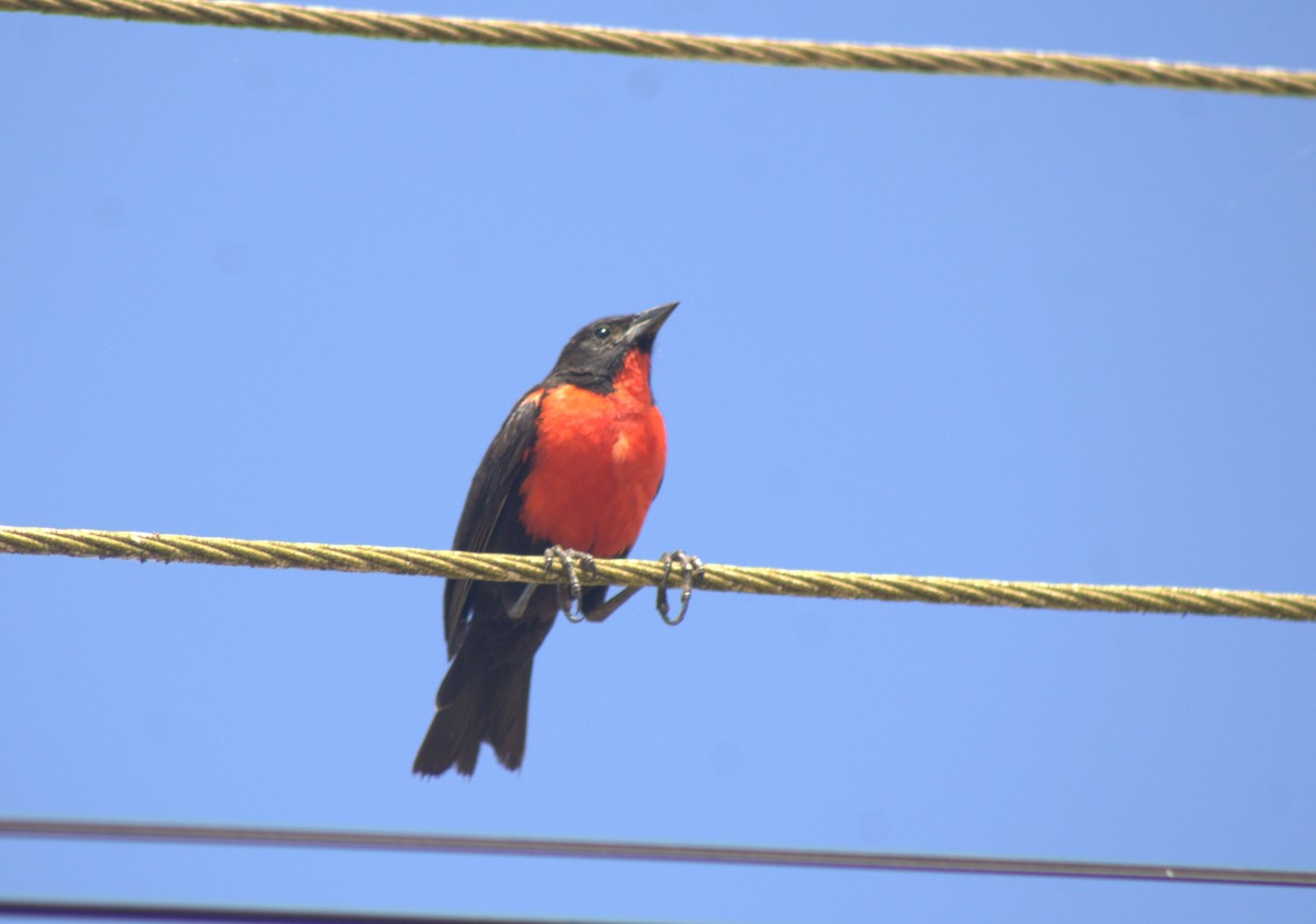 Red-breasted Meadowlark - Danielson Aleixo