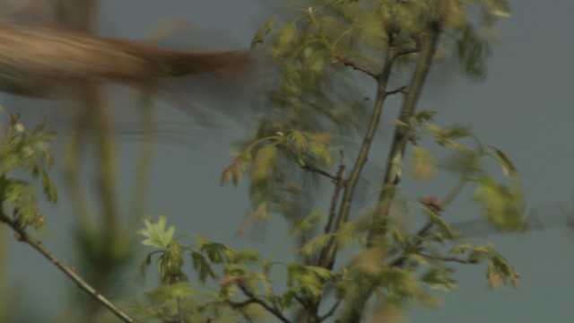 Brown Thrasher - ML476535