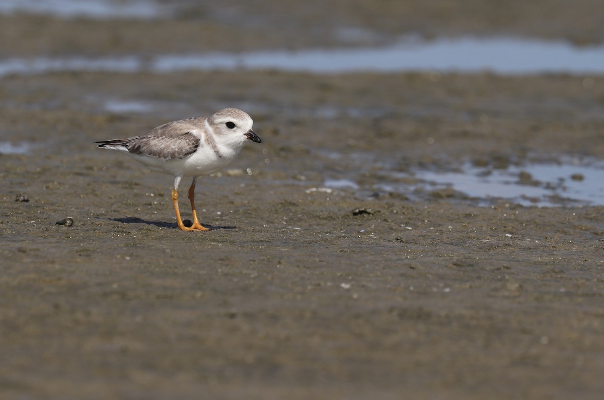 Piping Plover - Ryan Rodriguez