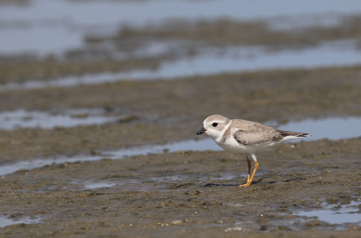 Piping Plover - Ryan Rodriguez