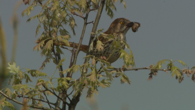 Brown Thrasher - ML476536