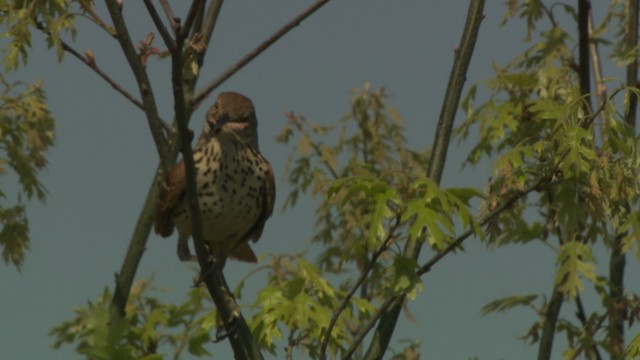 Brown Thrasher - ML476537