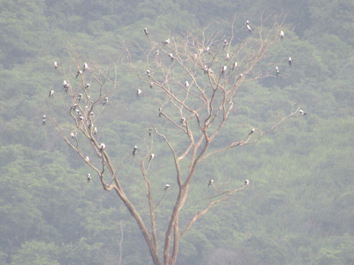 Swallow-tailed Kite - Patrick Riba