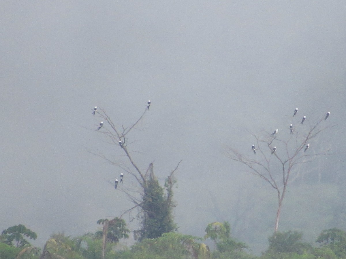 Swallow-tailed Kite - ML476538421