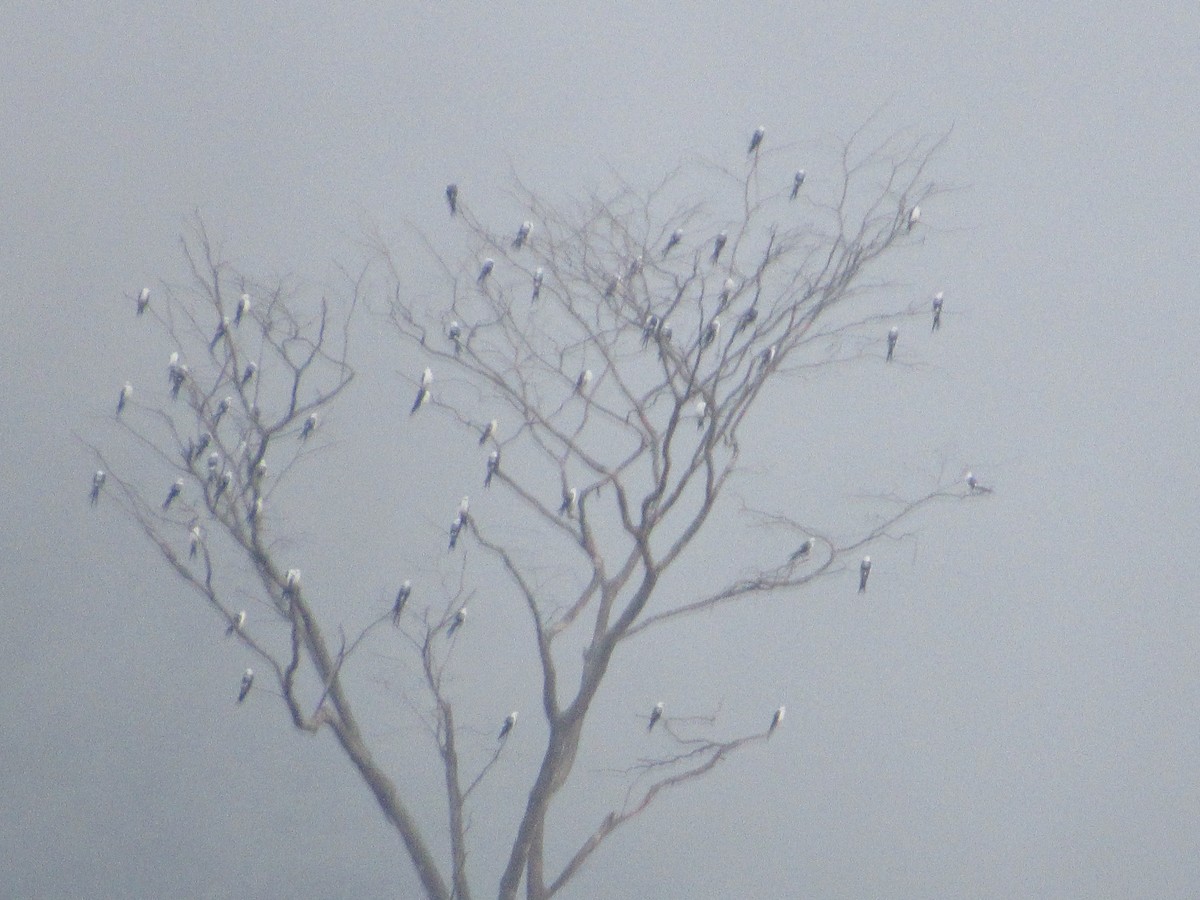 Swallow-tailed Kite - Patrick Riba