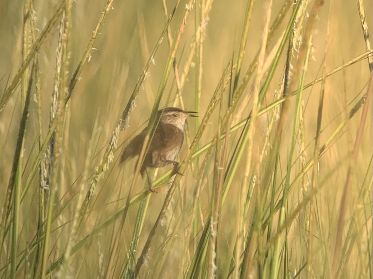 Marsh Wren - ML476540871