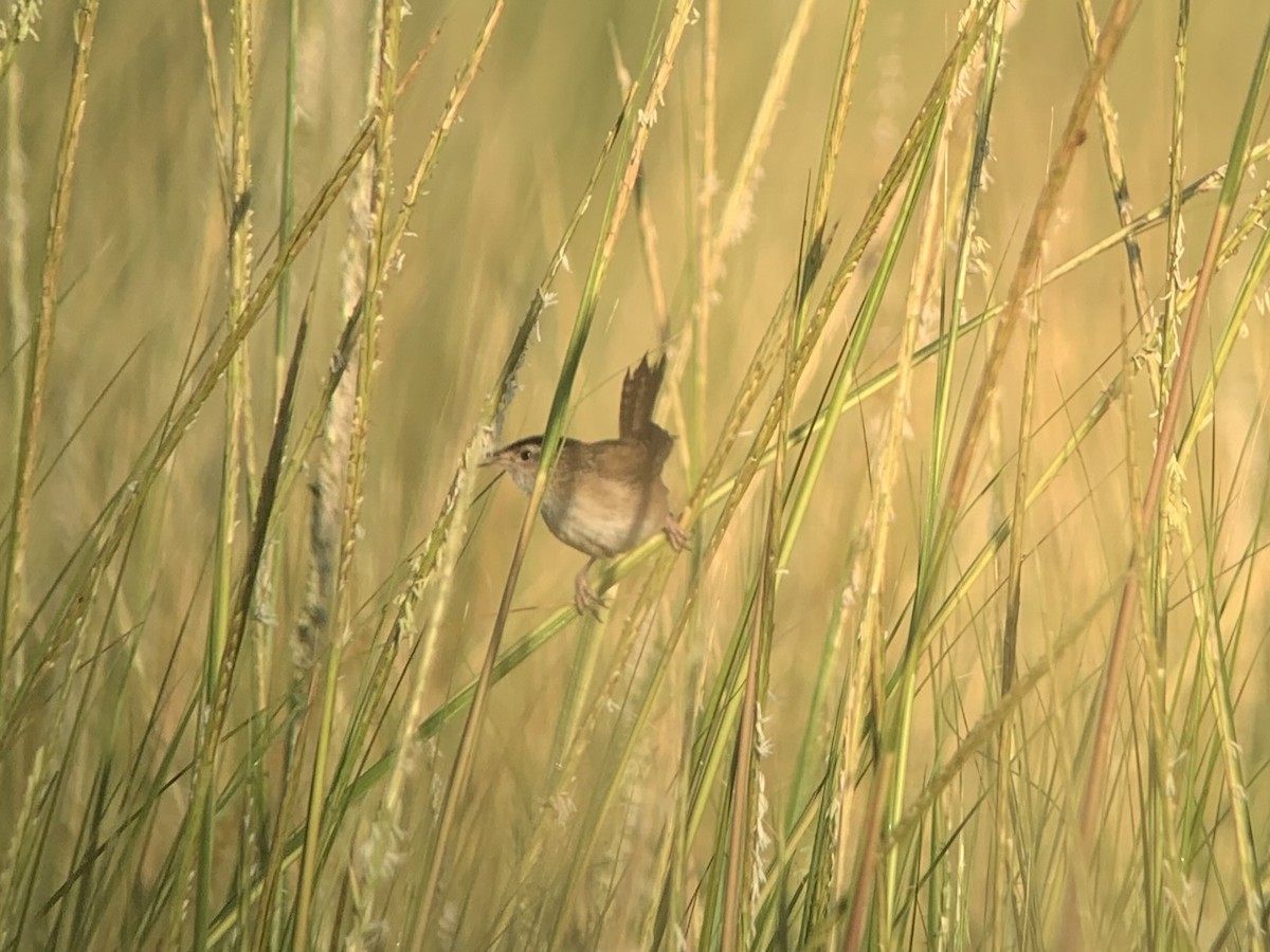 Marsh Wren - ML476540881