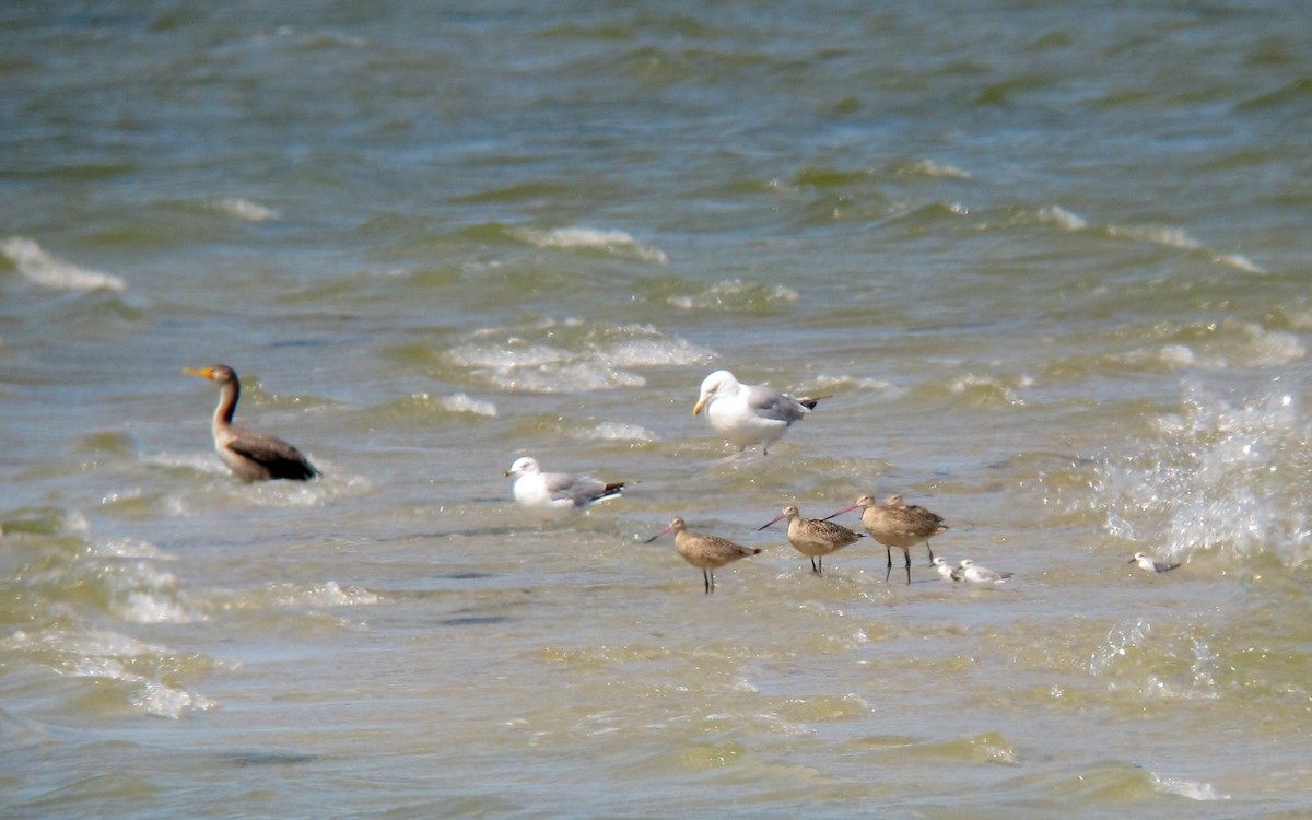 Marbled Godwit - Shai Mitra