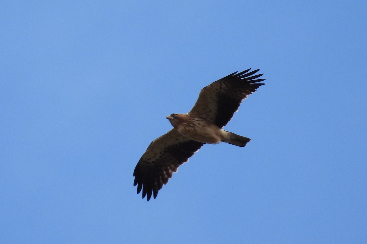 Booted Eagle - Juan Manuel Pérez de Ana