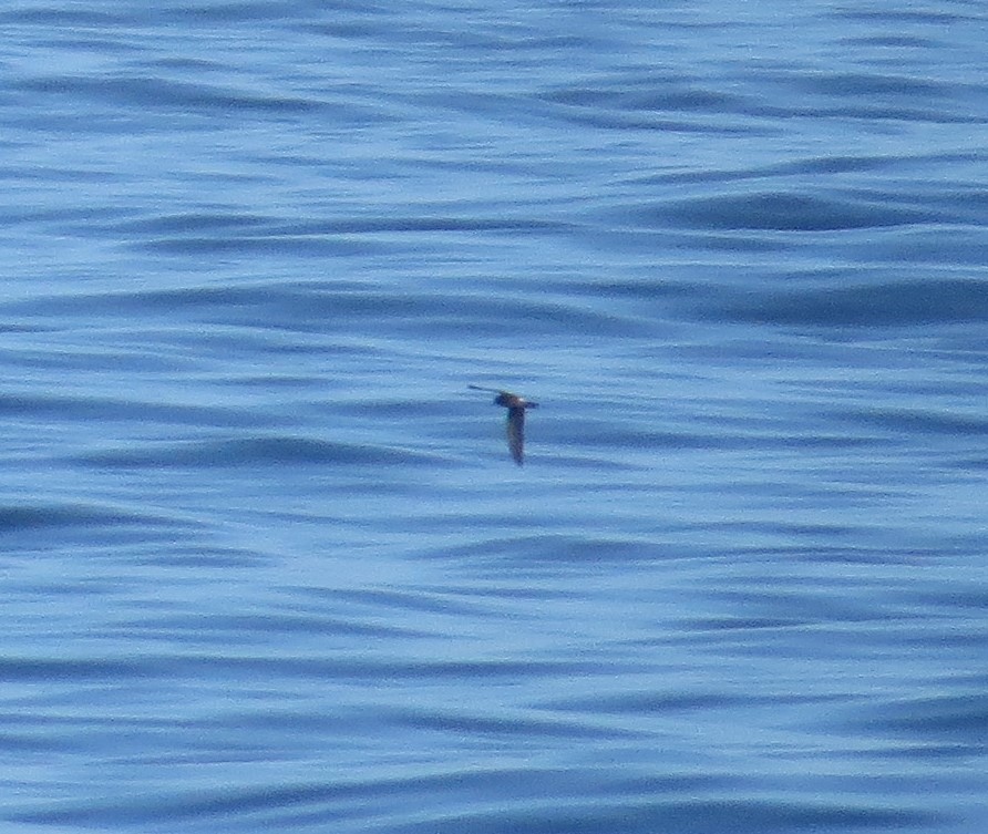 Leach's/Townsend's Storm-Petrel (white-rumped) - Brittany O'Connor