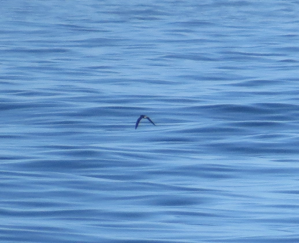 Leach's/Townsend's Storm-Petrel (white-rumped) - Brittany O'Connor