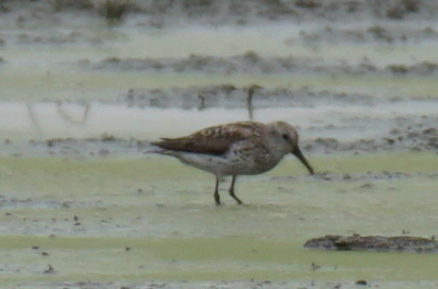 Western Sandpiper - Conner Ties