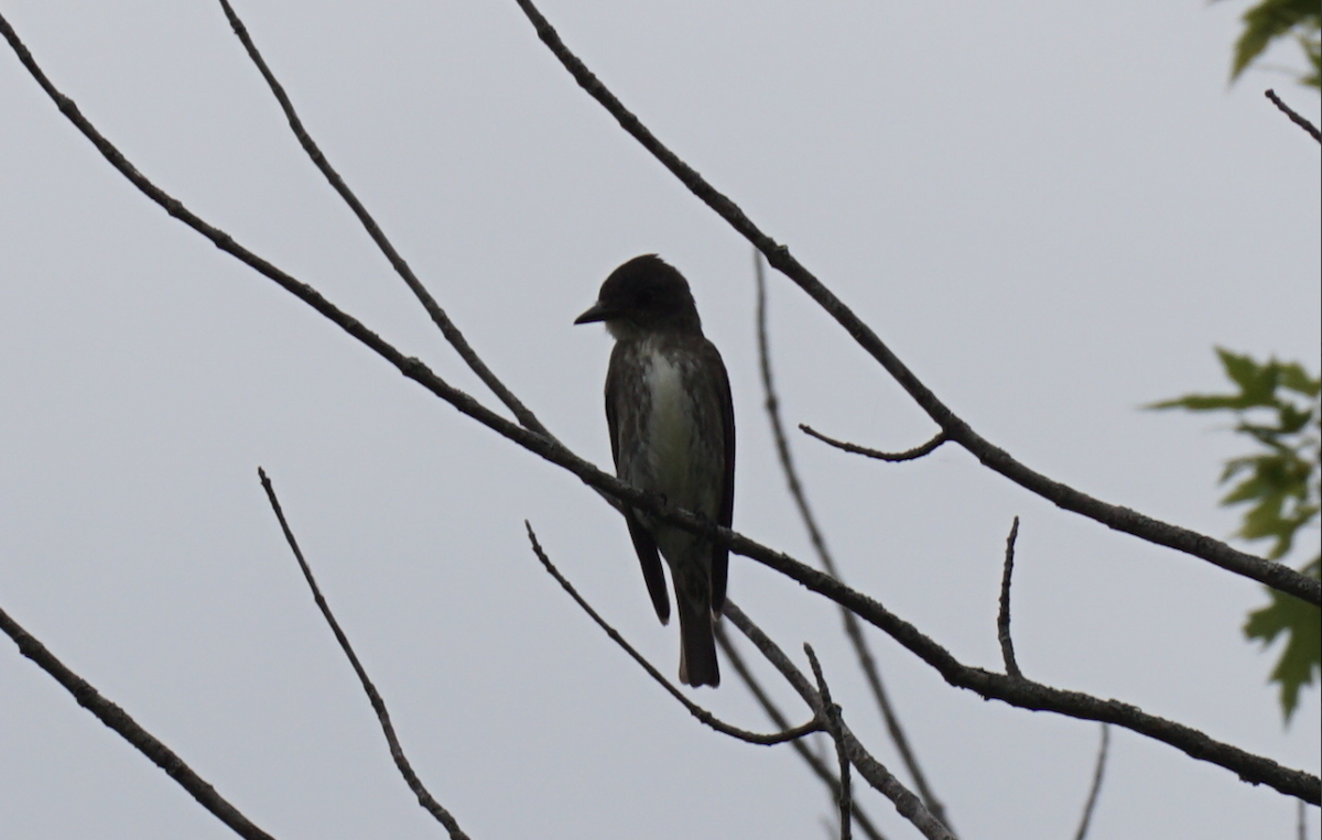 Olive-sided Flycatcher - Conner Ties