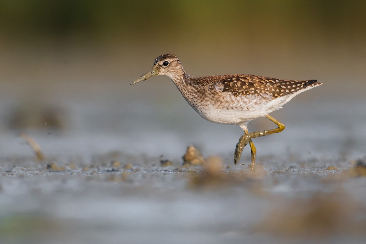 Wood Sandpiper - Lukáš  Brezniak