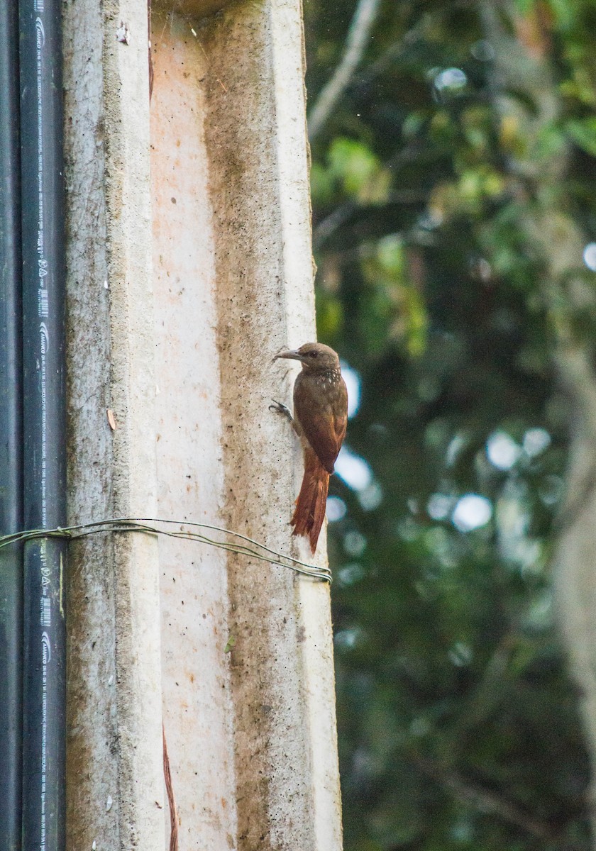 Cinnamon-throated Woodcreeper (rufigula) - ML476543661