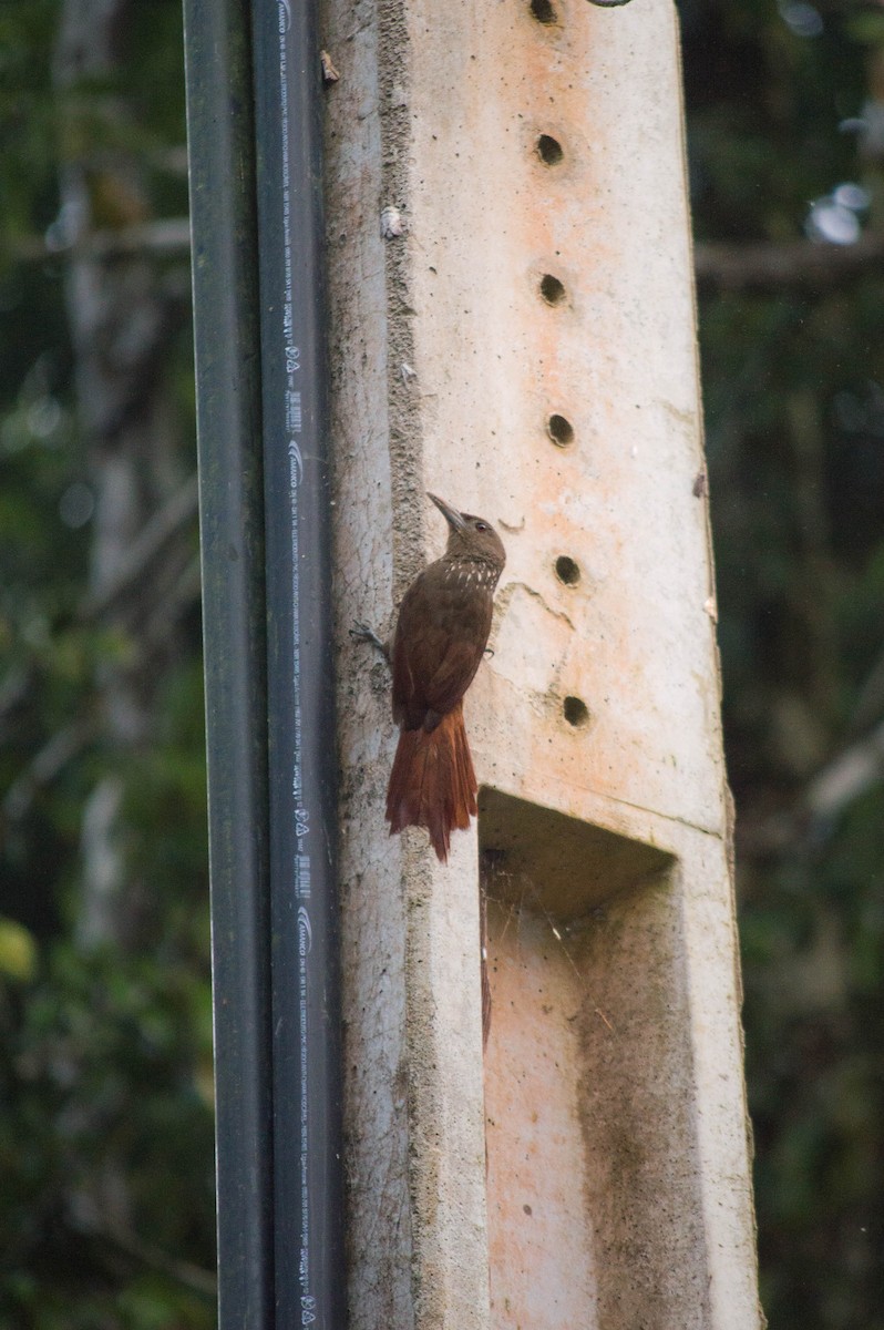 Cinnamon-throated Woodcreeper (rufigula) - ML476543671