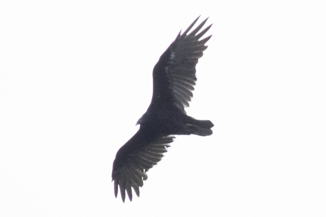 Turkey Vulture - ML476544431