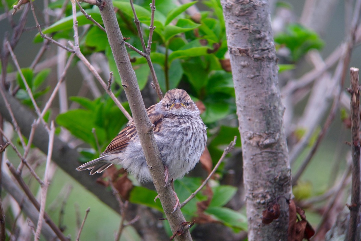 Chipping Sparrow - ML476546151