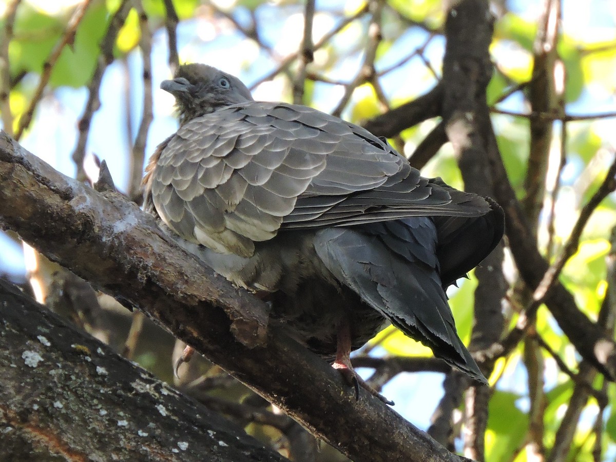 Spot-winged Pigeon - ML476546821