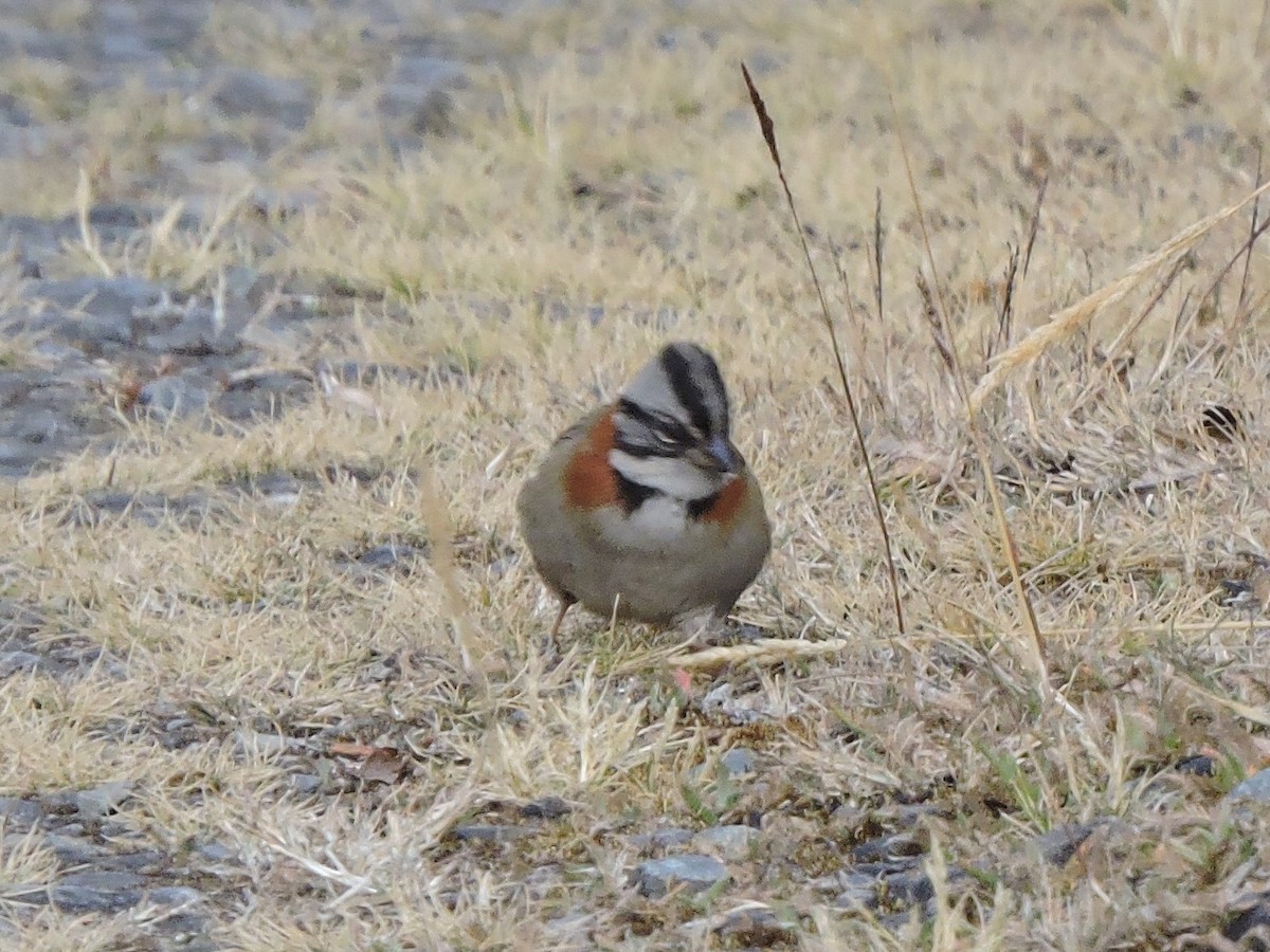 Rufous-collared Sparrow - ML476547271
