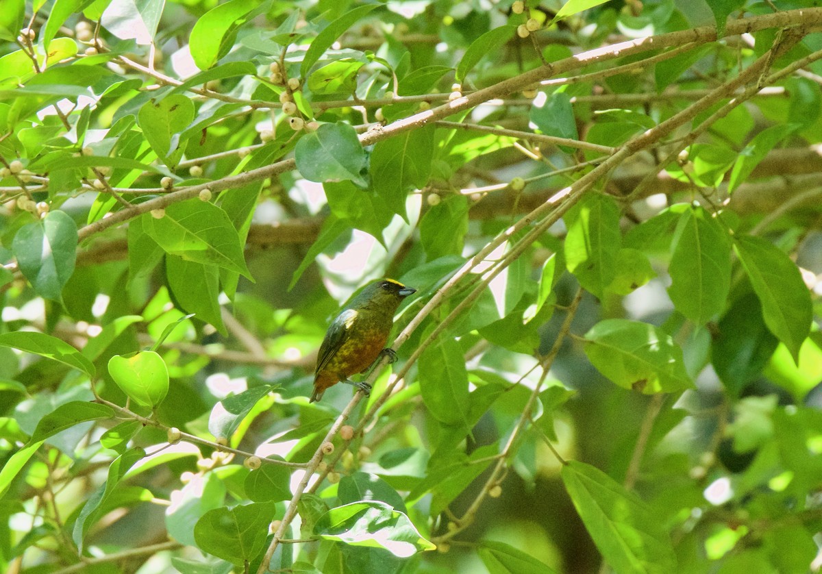 Olive-backed Euphonia - ML476552011