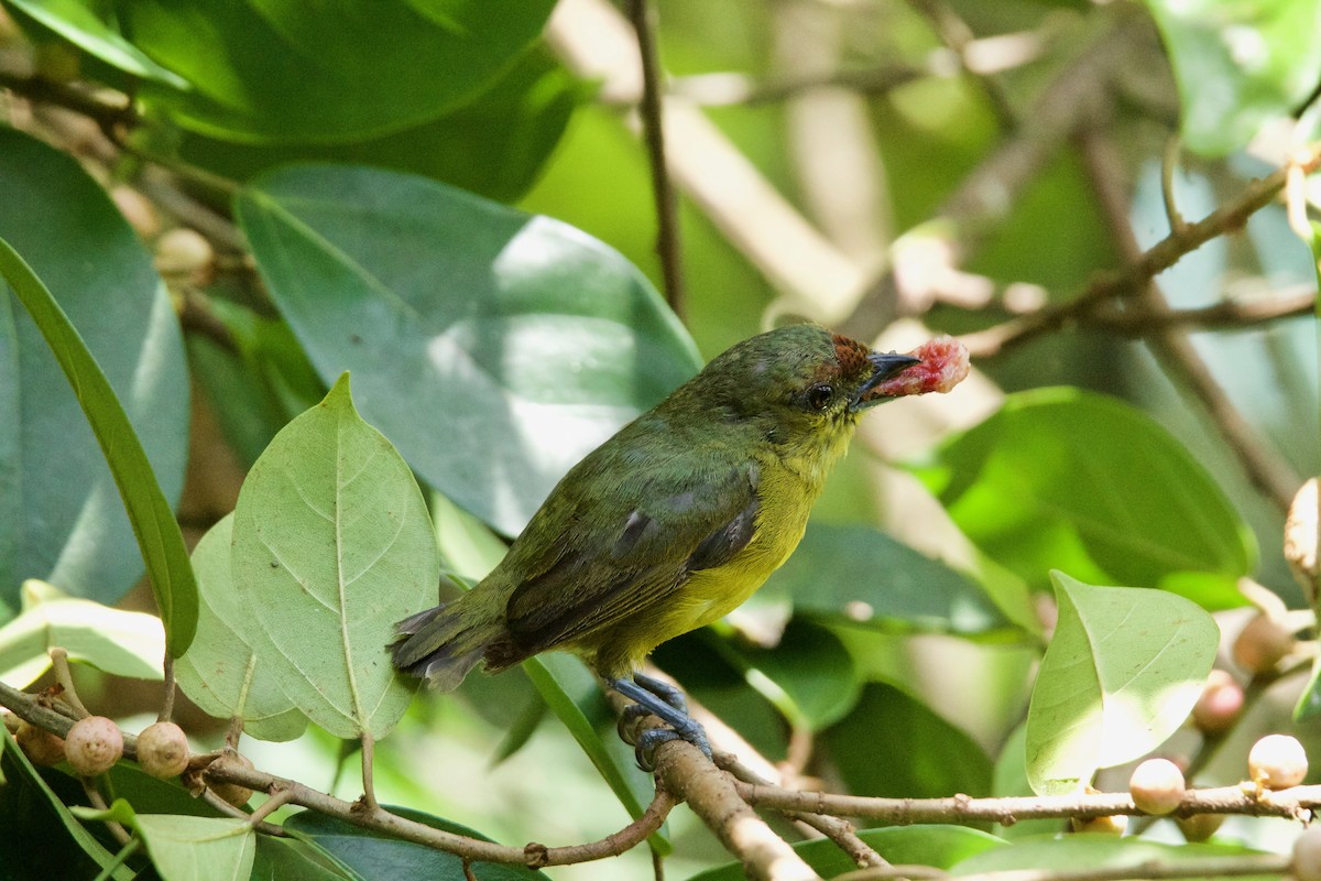 Olive-backed Euphonia - ML476552021