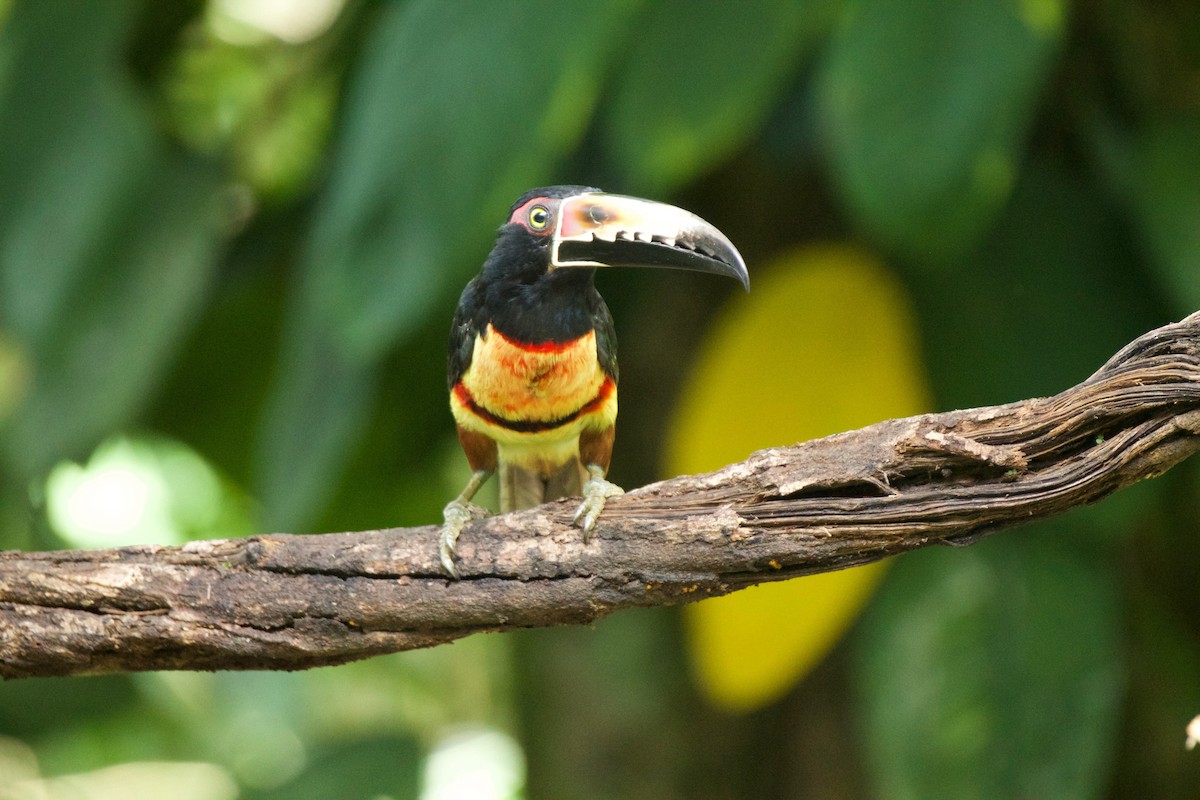 Collared Aracari - Shauna Cotrell