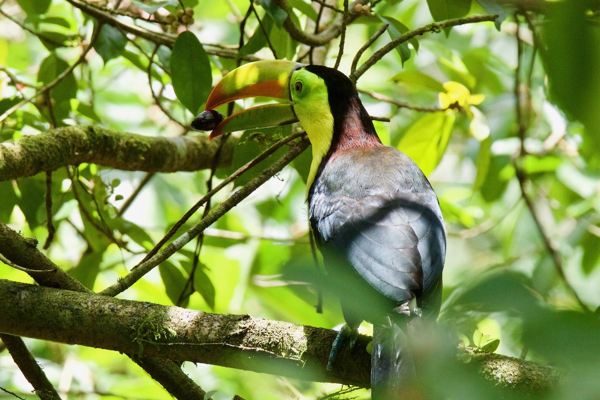 Keel-billed Toucan - Shauna Cotrell