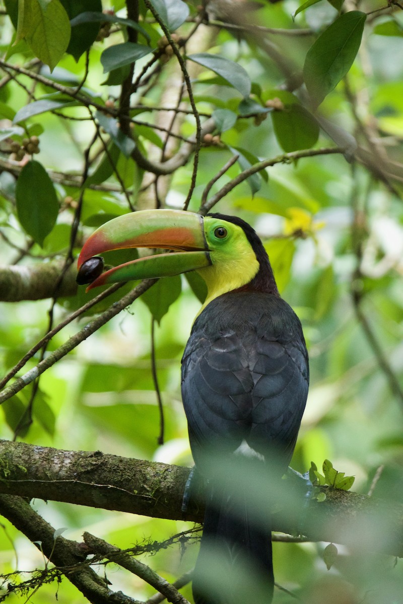 Keel-billed Toucan - ML476552191