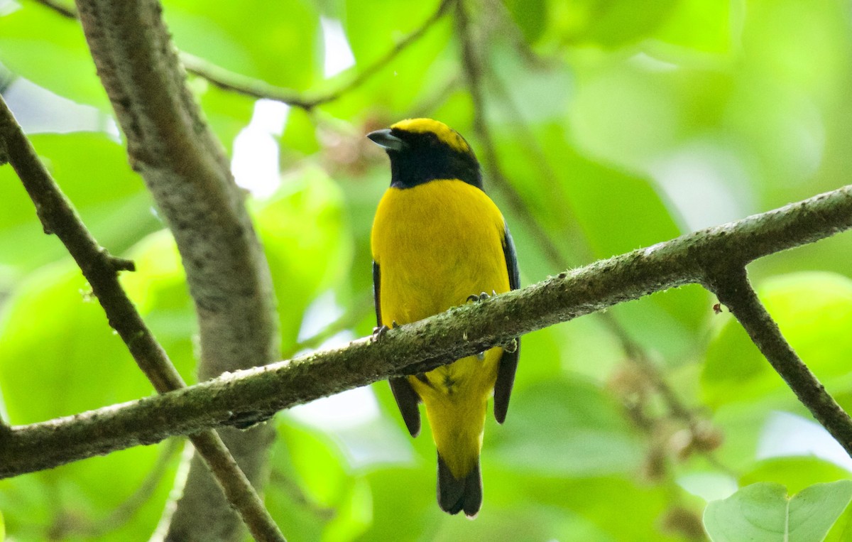 Yellow-crowned Euphonia - ML476552641