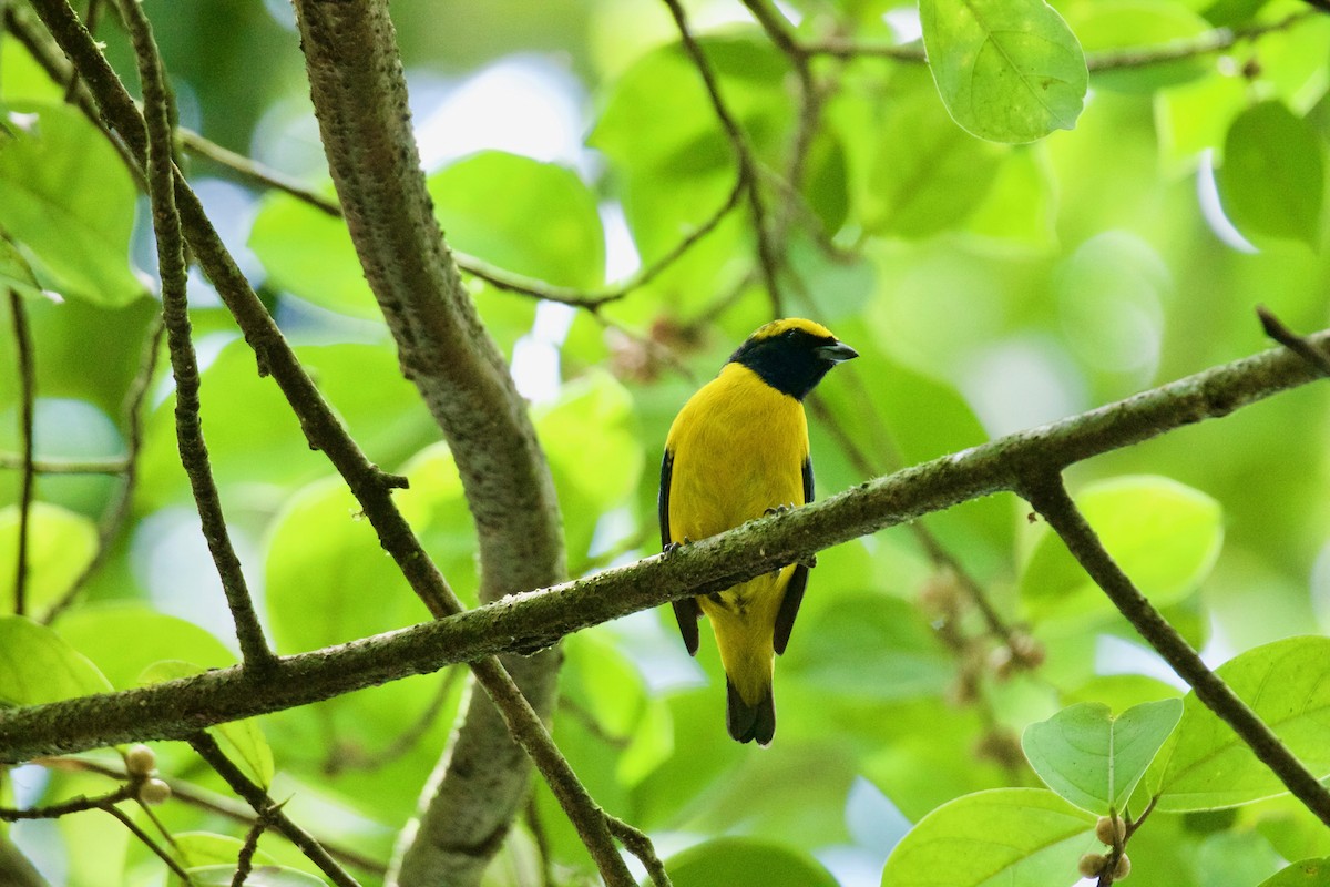 Yellow-crowned Euphonia - ML476552671