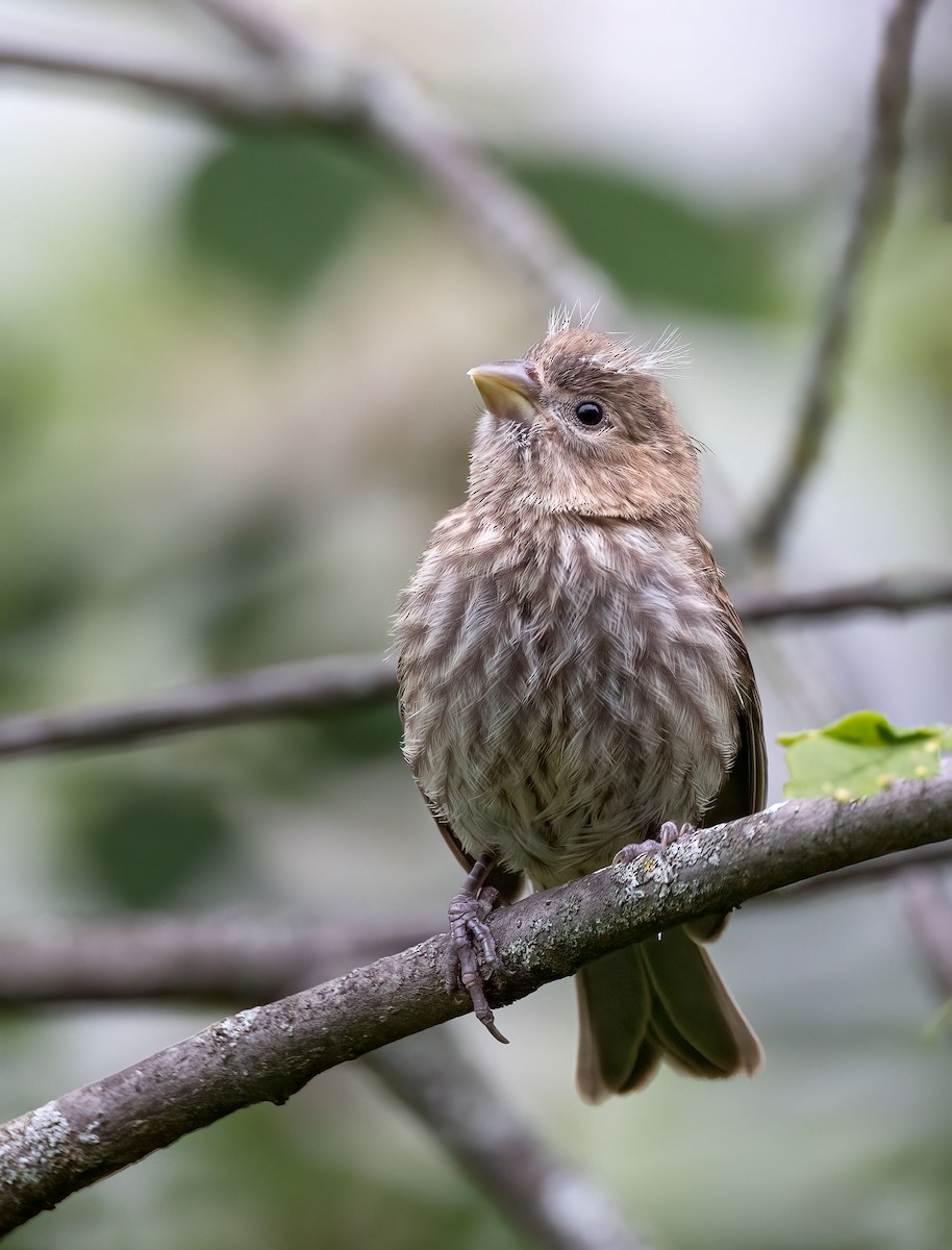 House Finch - ML476552841