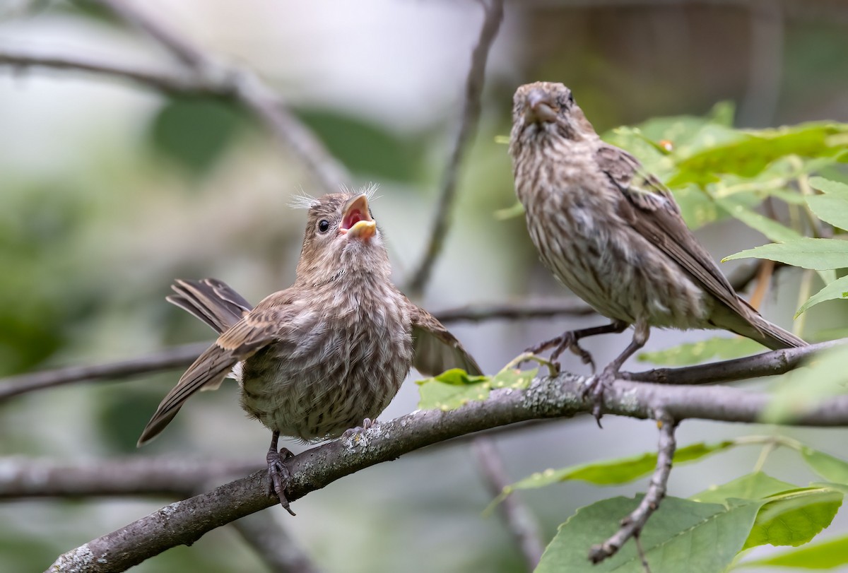 House Finch - ML476552851