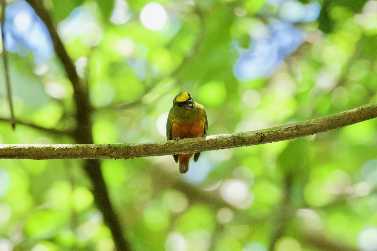 Olive-backed Euphonia - ML476553041