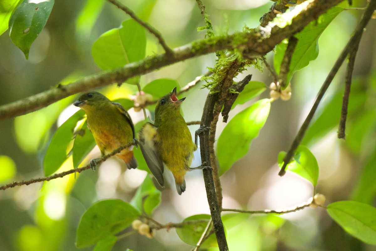 Olive-backed Euphonia - Shauna Cotrell