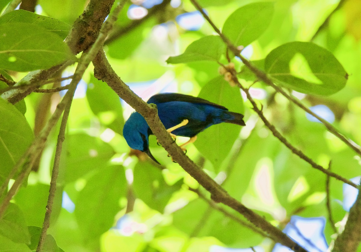 Shining Honeycreeper - ML476553591