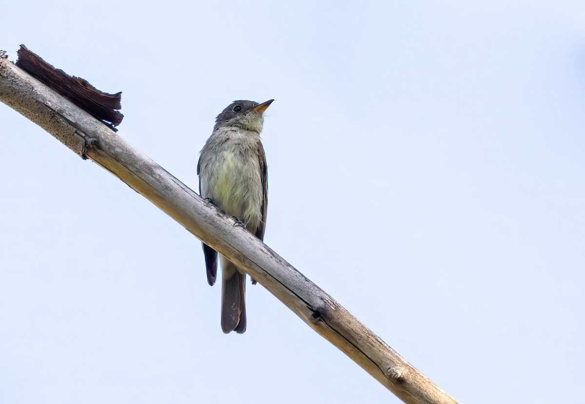 Eastern Wood-Pewee - ML476554091