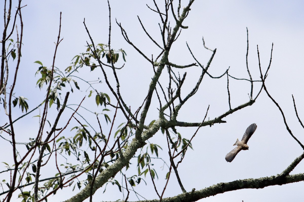 Cedar Waxwing - ML476554331