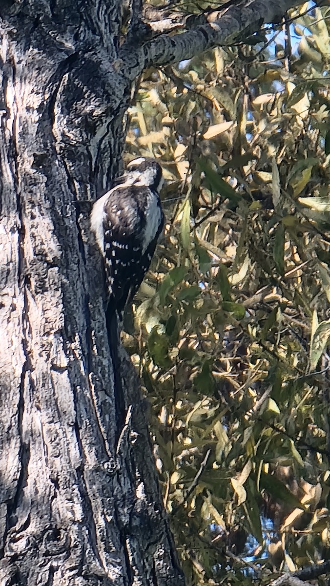 Downy Woodpecker - Graeme Hinde