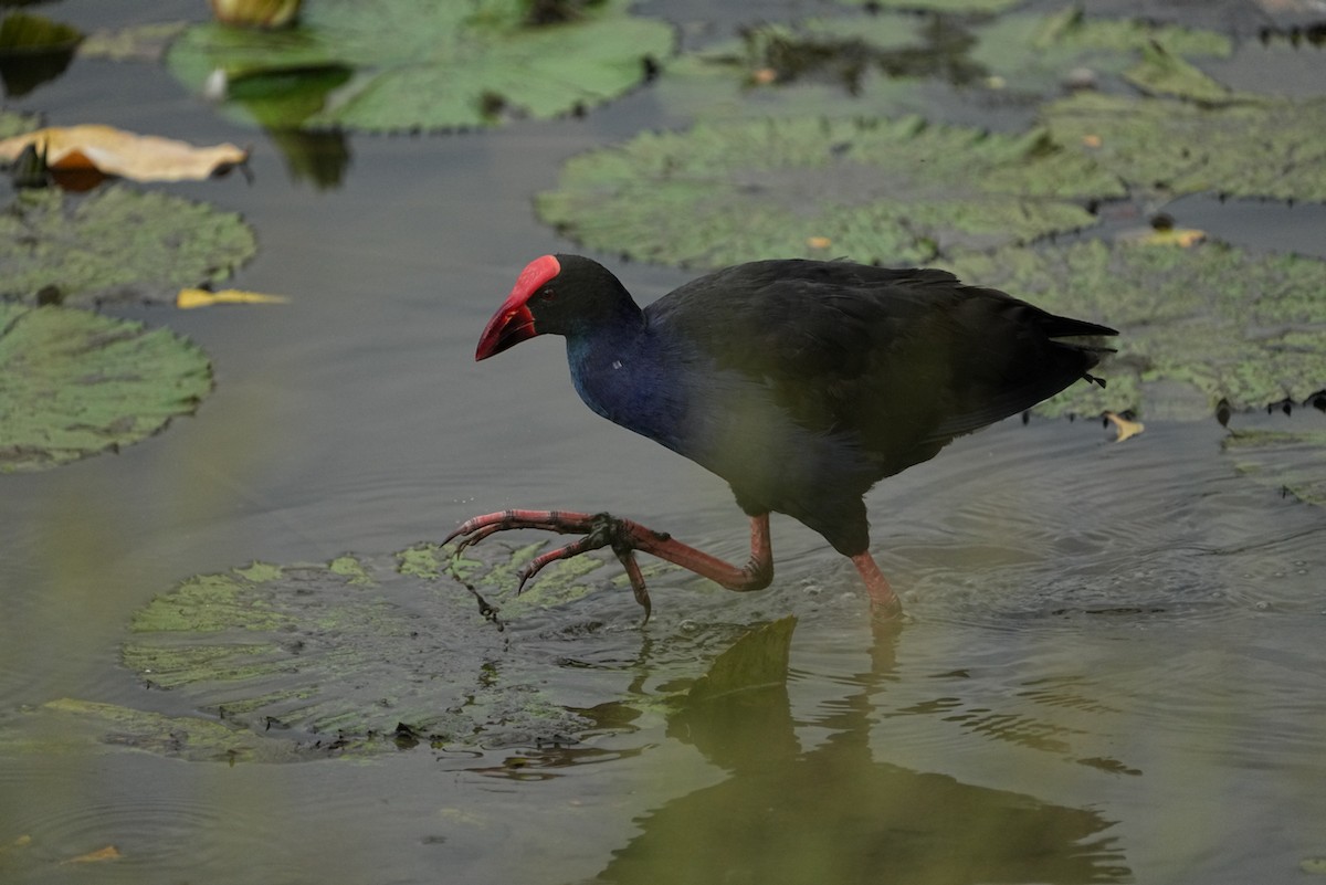 Australasian Swamphen - Christopher Carlson