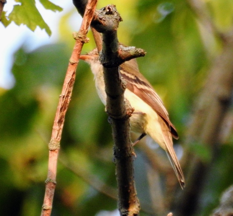 Least Flycatcher - ML476555731