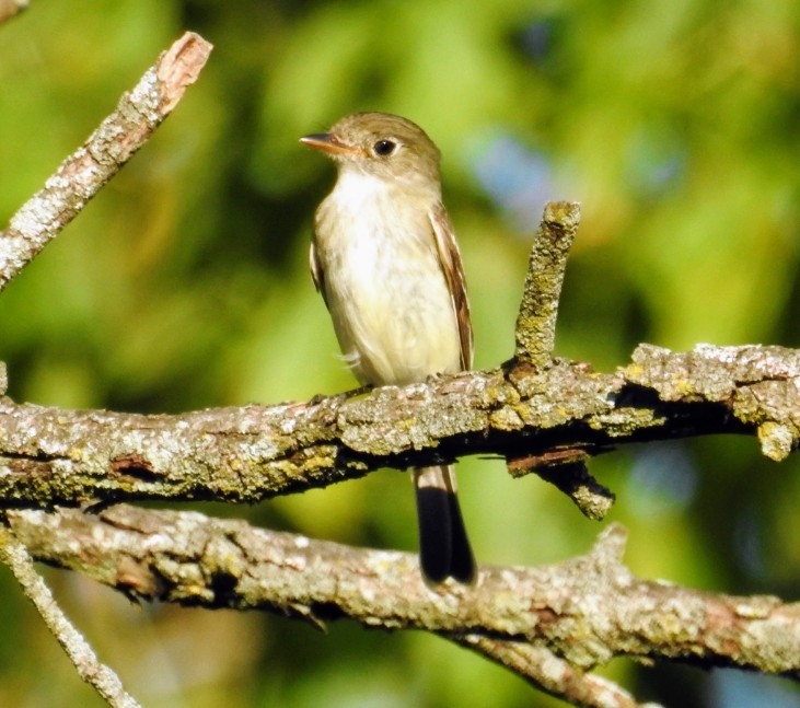 Least Flycatcher - ML476555741